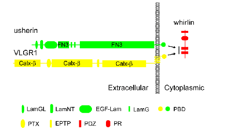 USH2model